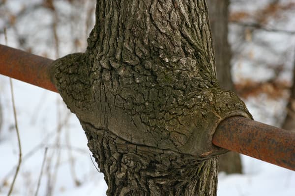 Инородные_включения.jpg Инородные_включения.jpg